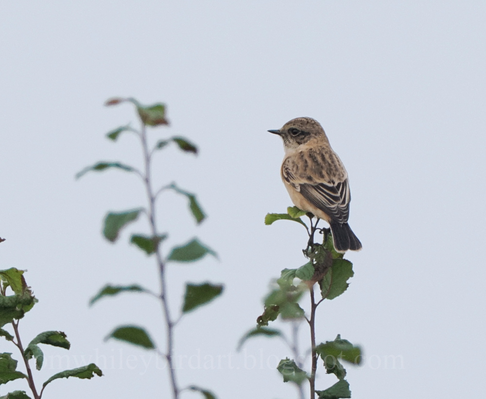 Siberian Stonechat - 23-09-2024