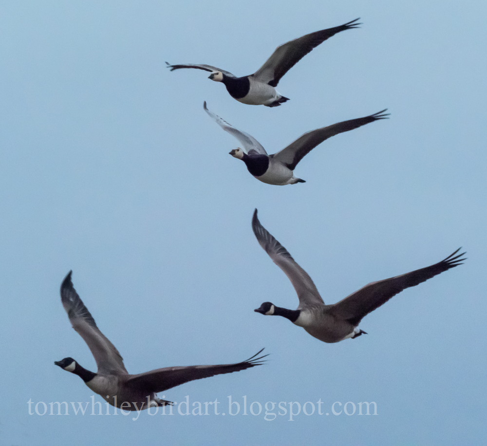 Barnacle Goose - 24-09-2021