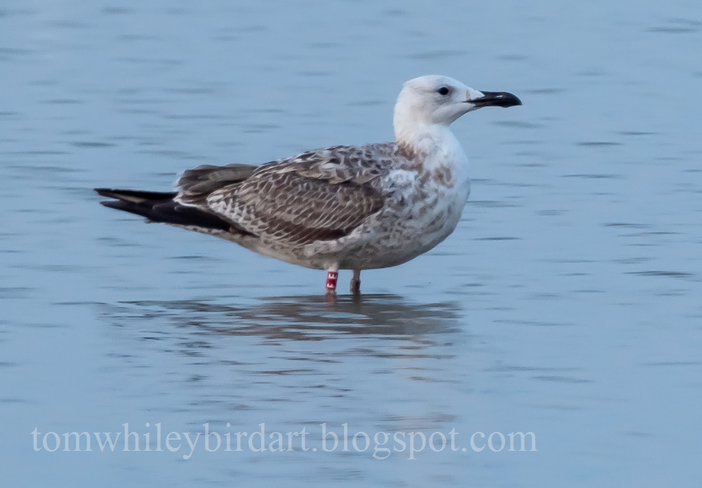 Caspian Gull - 26-09-2021