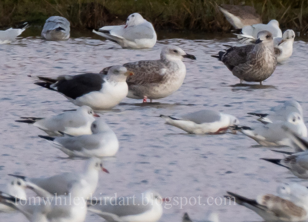 Caspian Gull - 27-09-2021