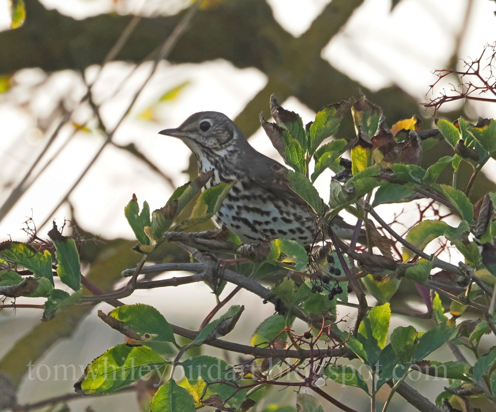 Song Thrush - 30-09-2026