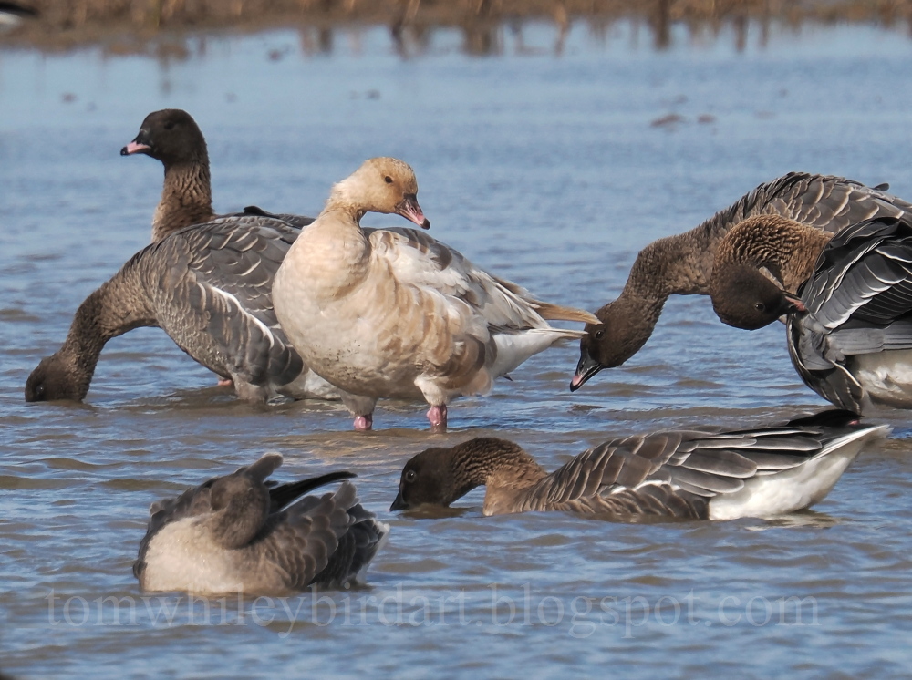 Pink-footed Goose - 05-10-2025