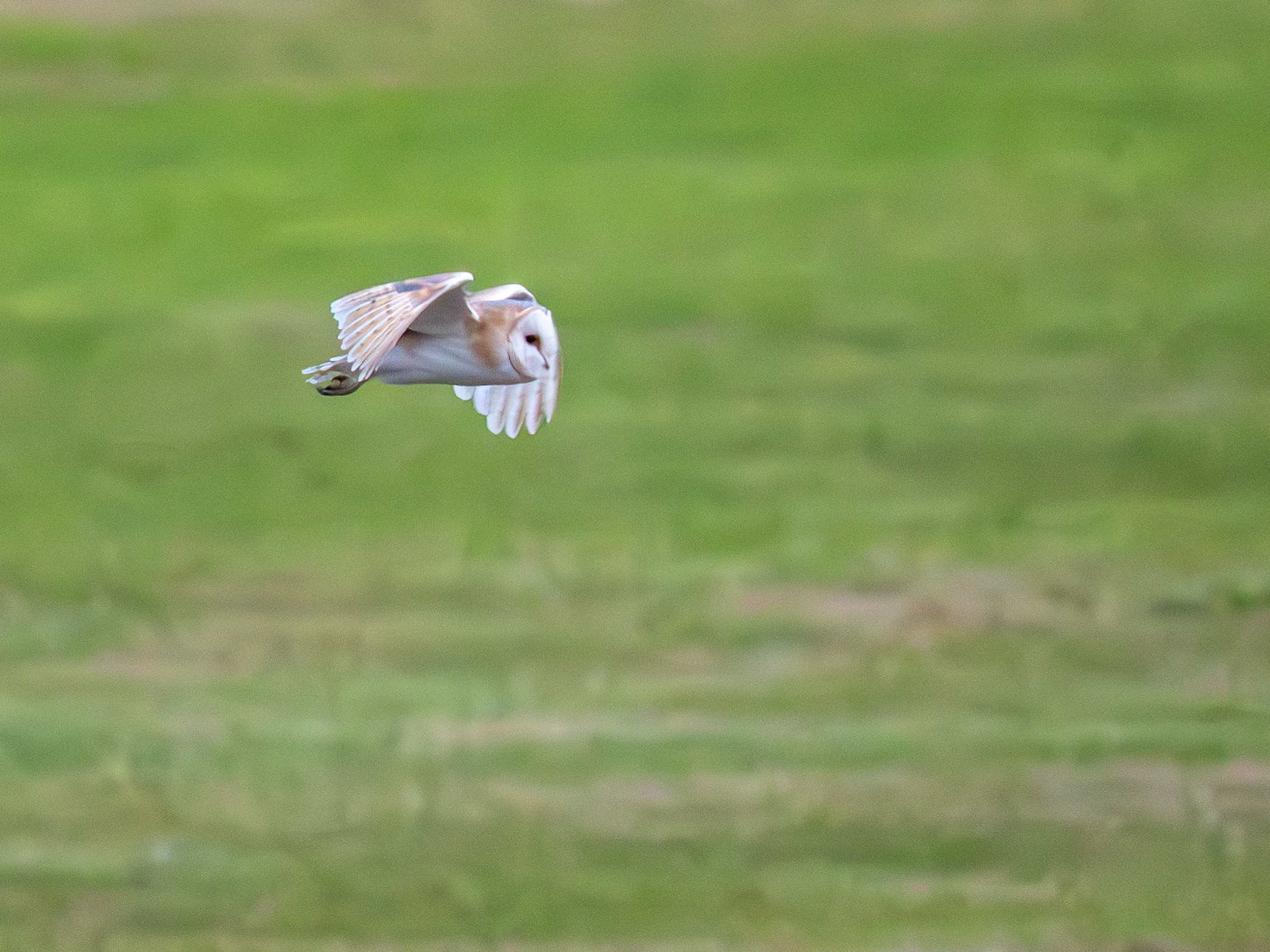 Barn Owl - 07-10-2025