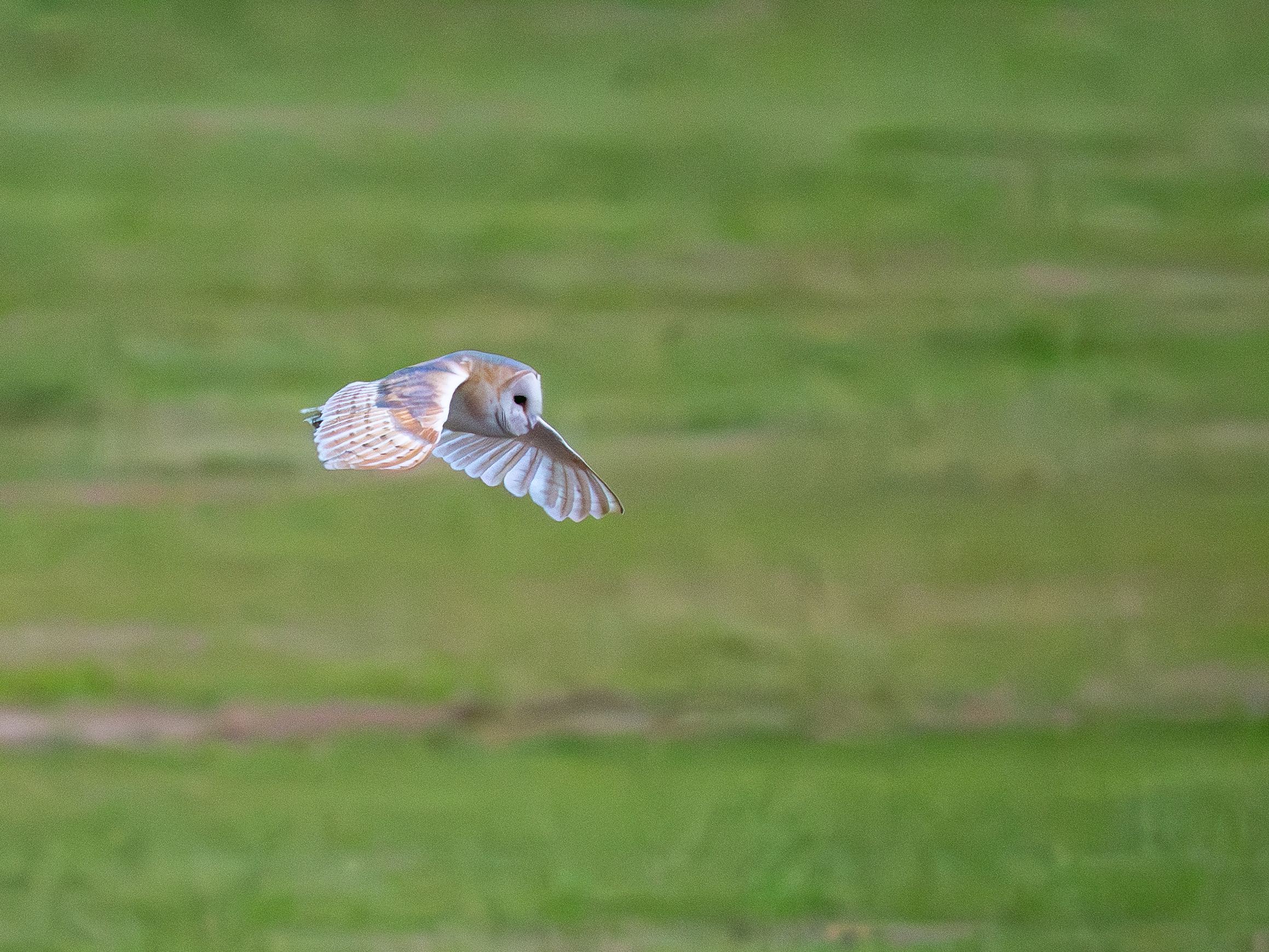 Barn Owl - 07-10-2025