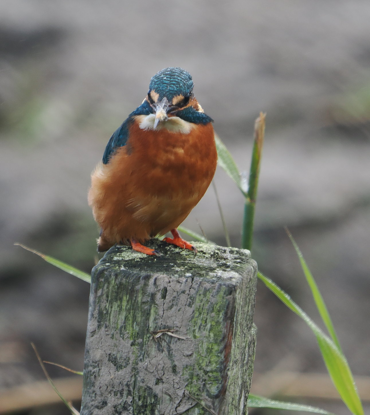 Kingfisher - 09-10-2024