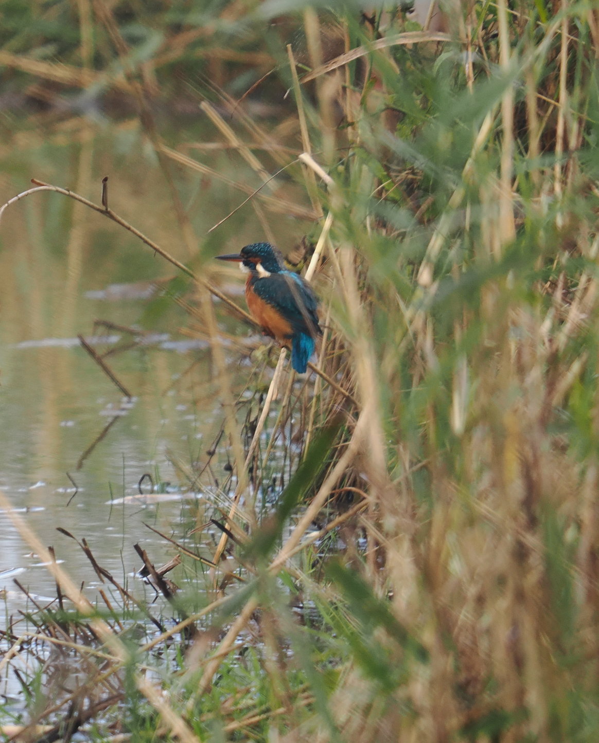 Kingfisher - 09-10-2024