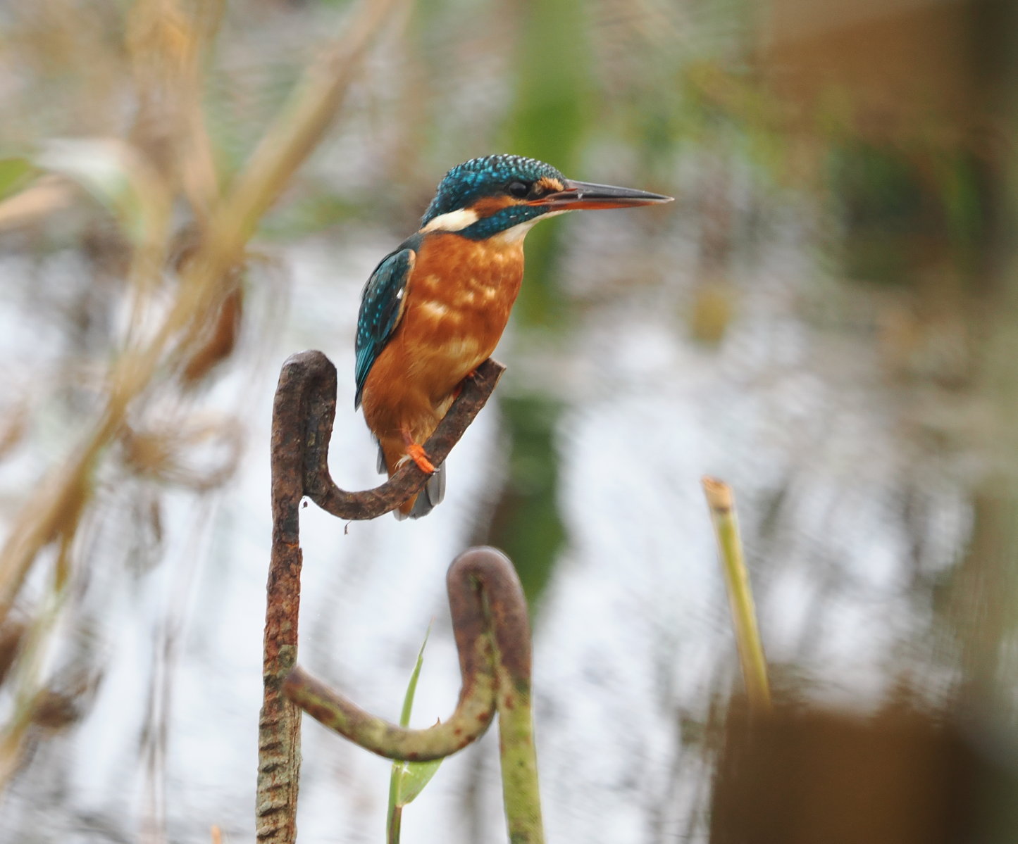 Kingfisher - 09-10-2024