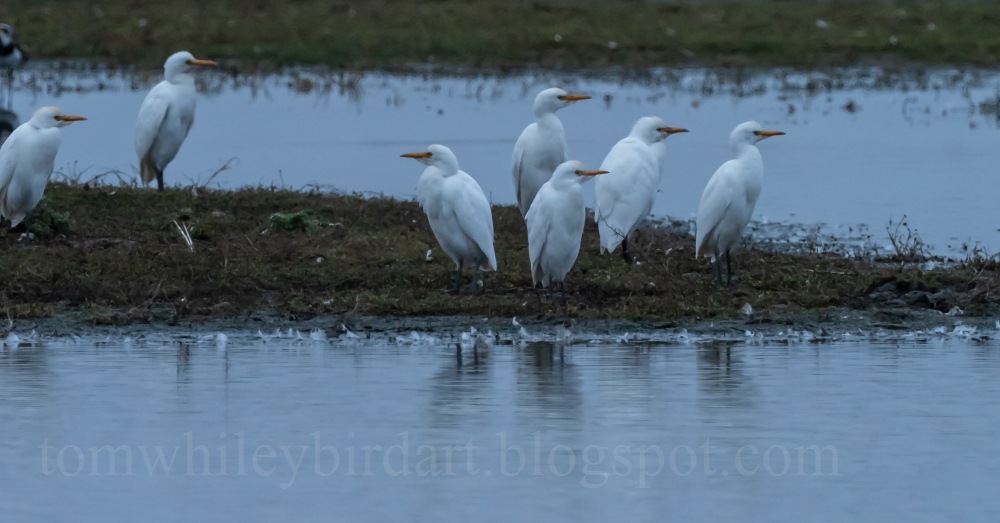 Cattle Egret - 16-10-2023