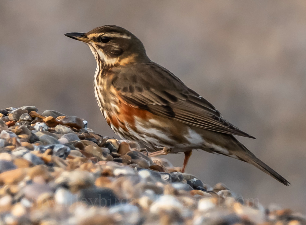 Redwing - 27-10-2023