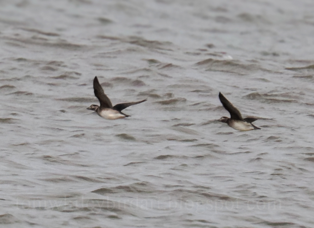 Long-tailed Duck - 28-10-2025