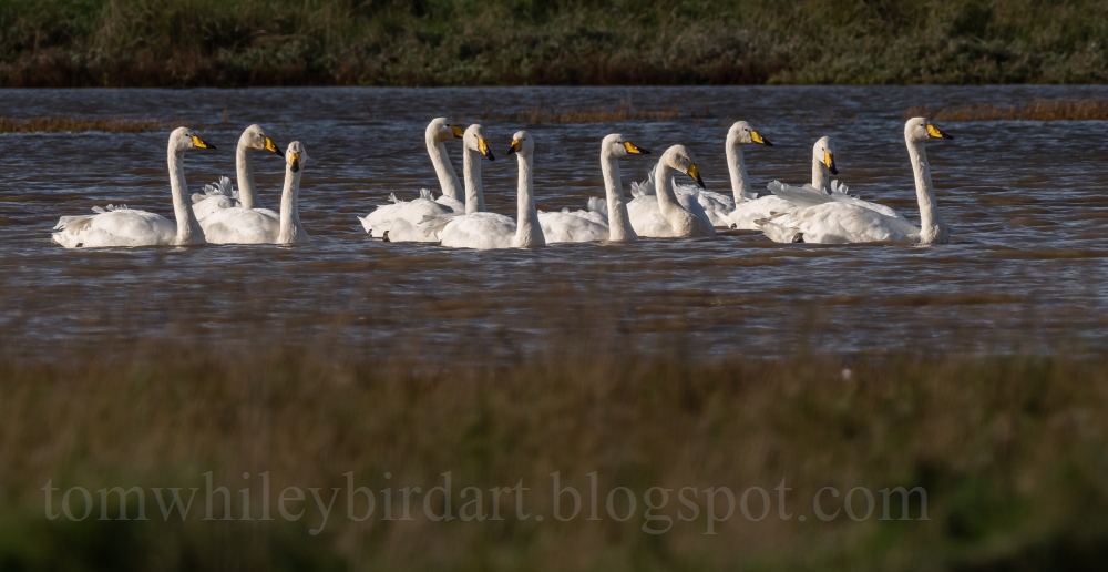 Whooper Swan - 03-11-2023