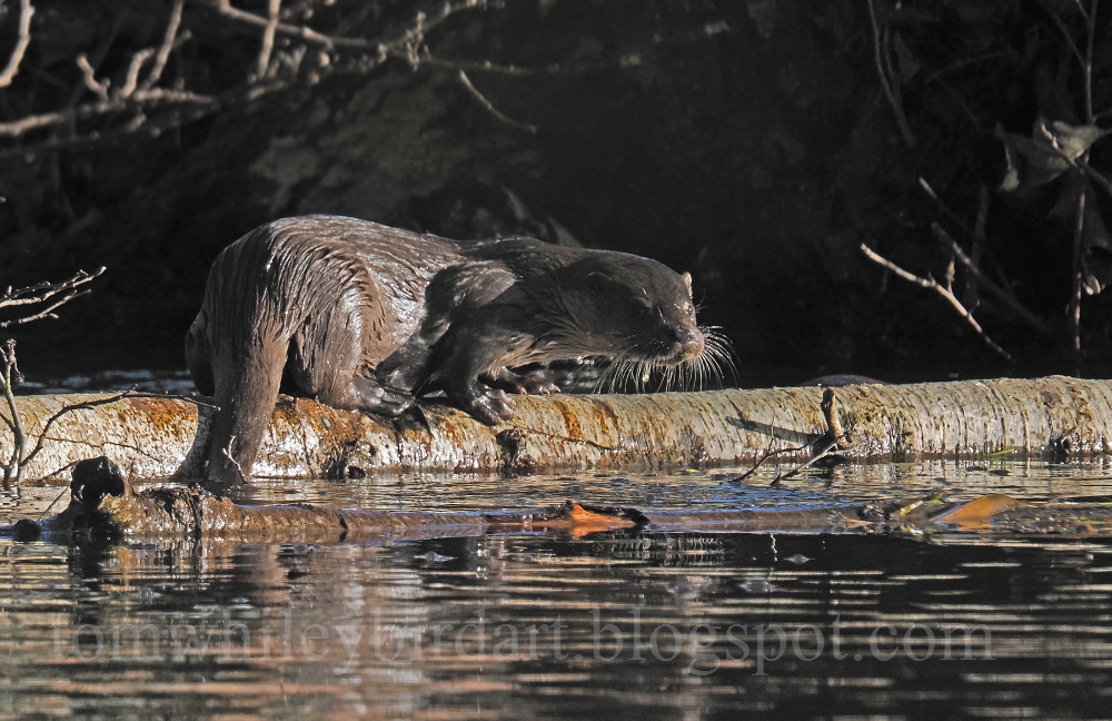 Otter - 26-11-2025