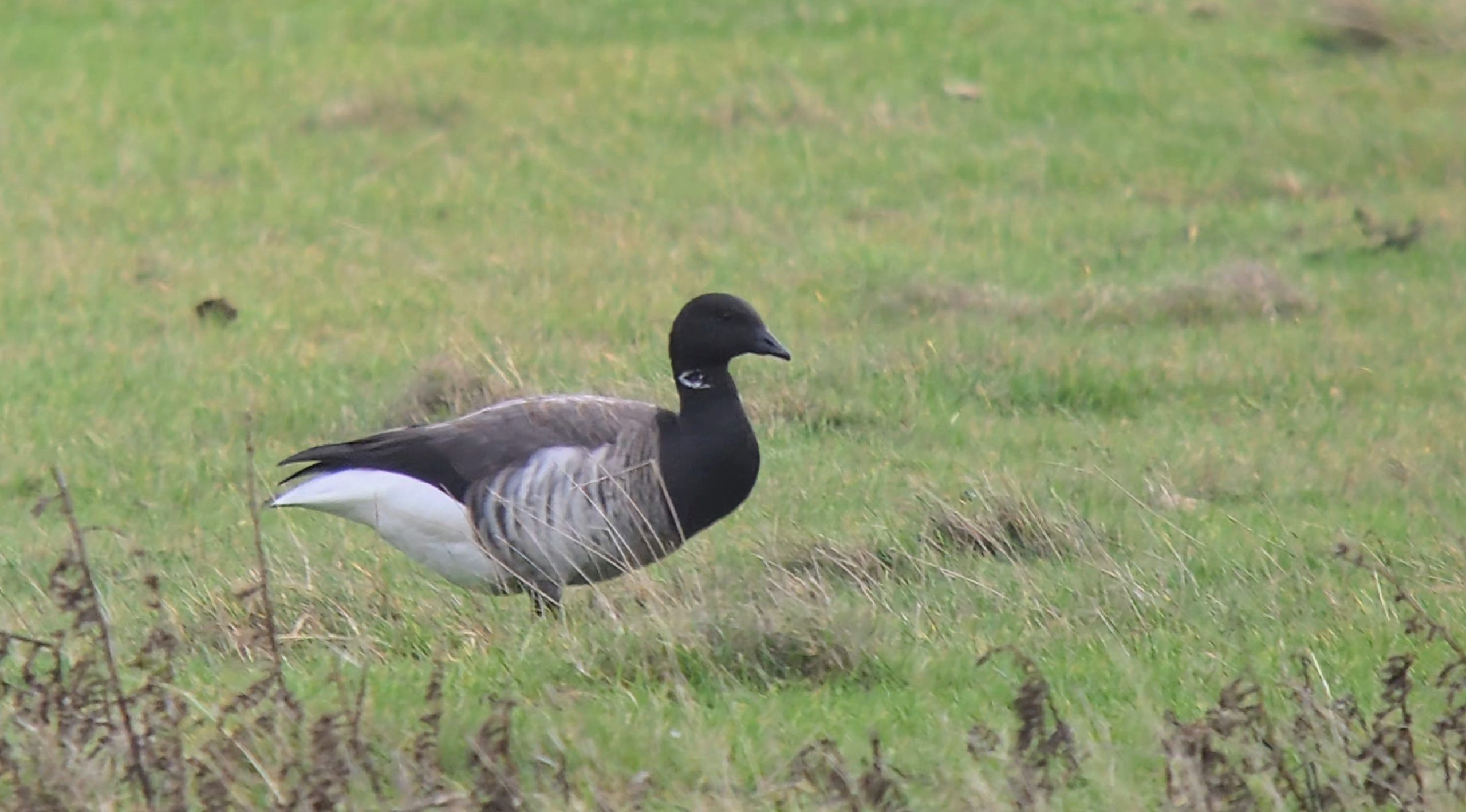 Pale-bellied Brent Goose - 28-10-2026