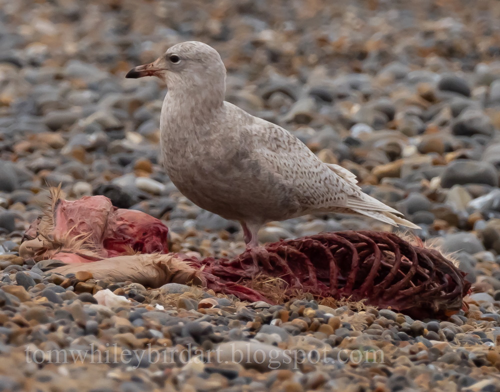 Iceland Gull - 09-12-2021