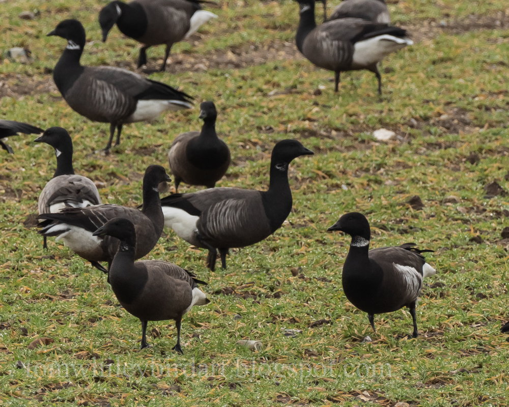 Black Brant - 27-12-2021