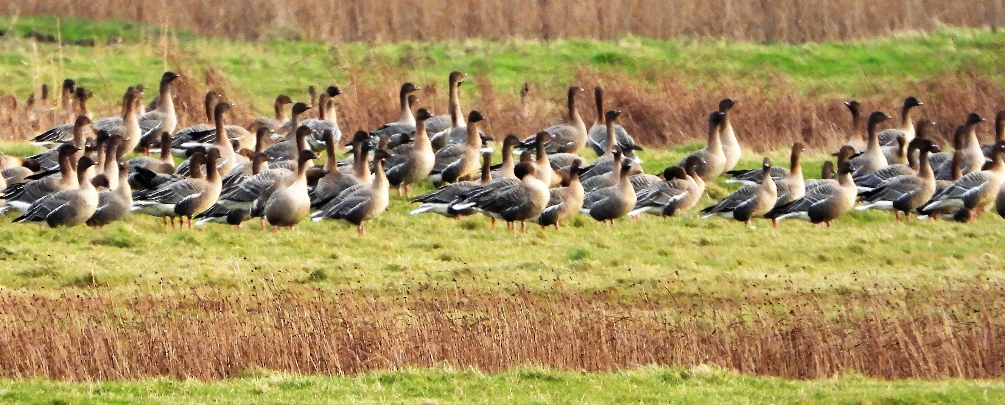 Pink-footed Goose - 30-01-2022