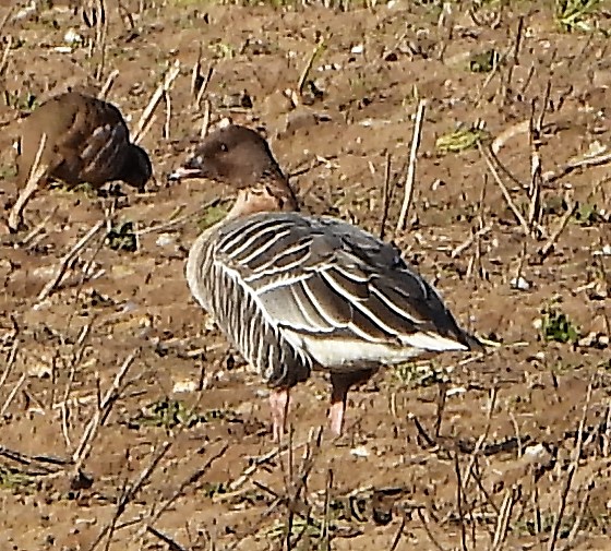 Pink-footed Goose - 11-02-2022