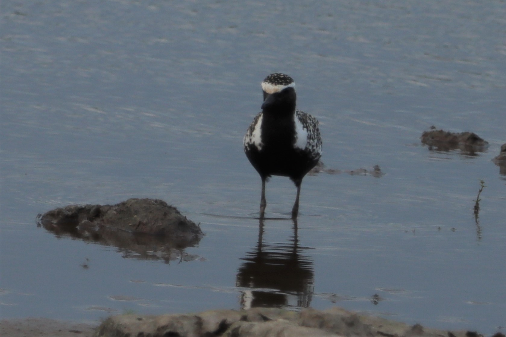 Pacific Golden Plover - 04-07-2021