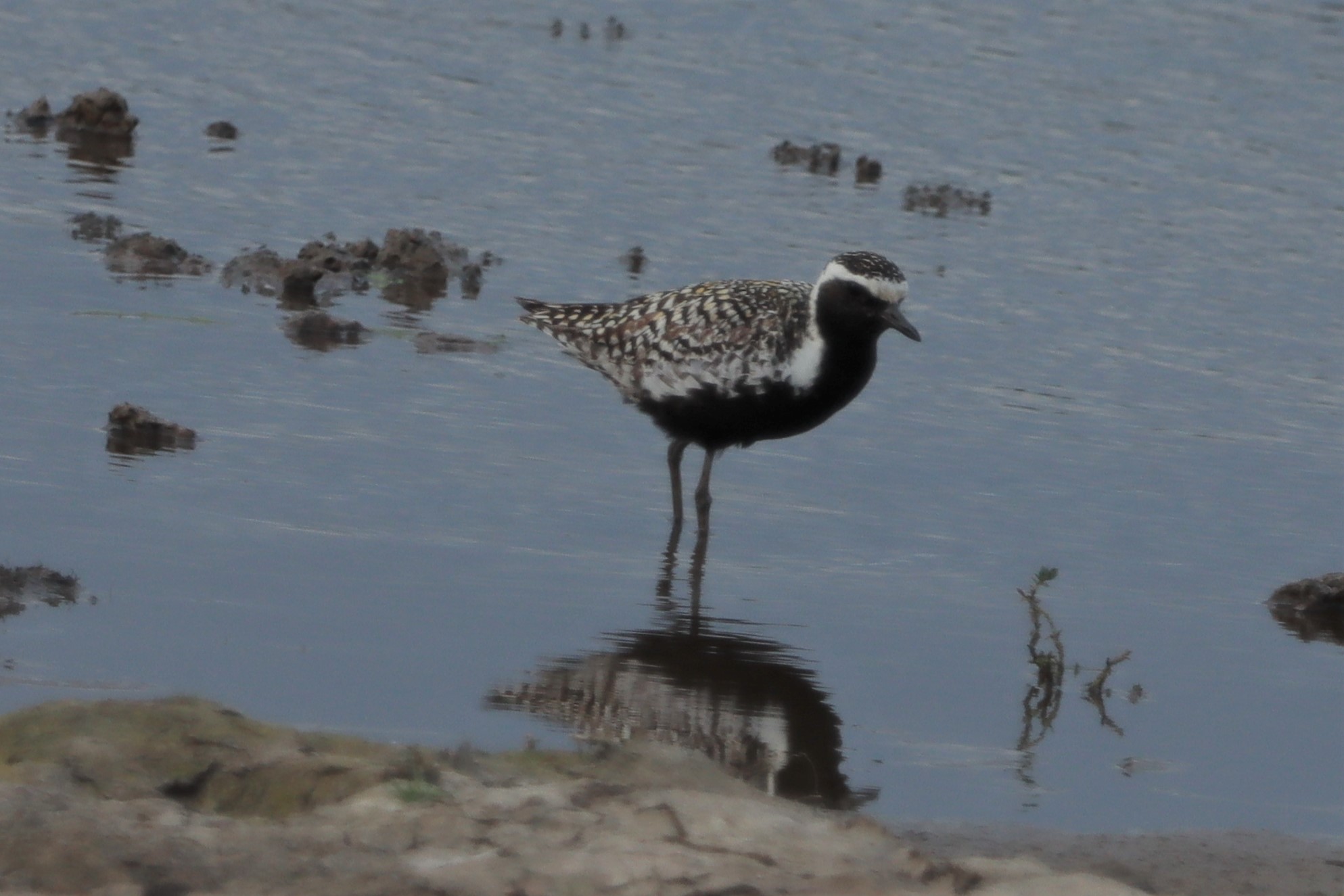 Pacific Golden Plover - 04-07-2021