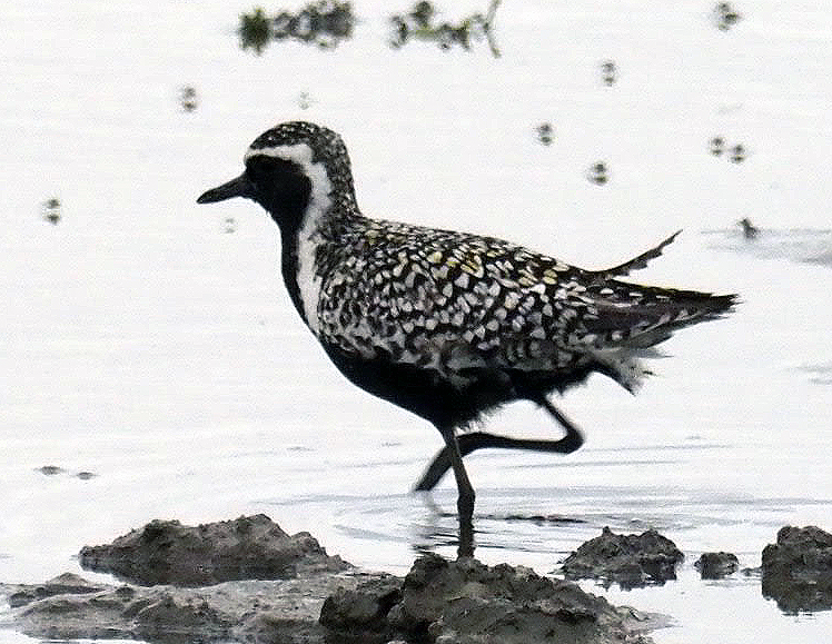 Pacific Golden Plover - 04-07-2021