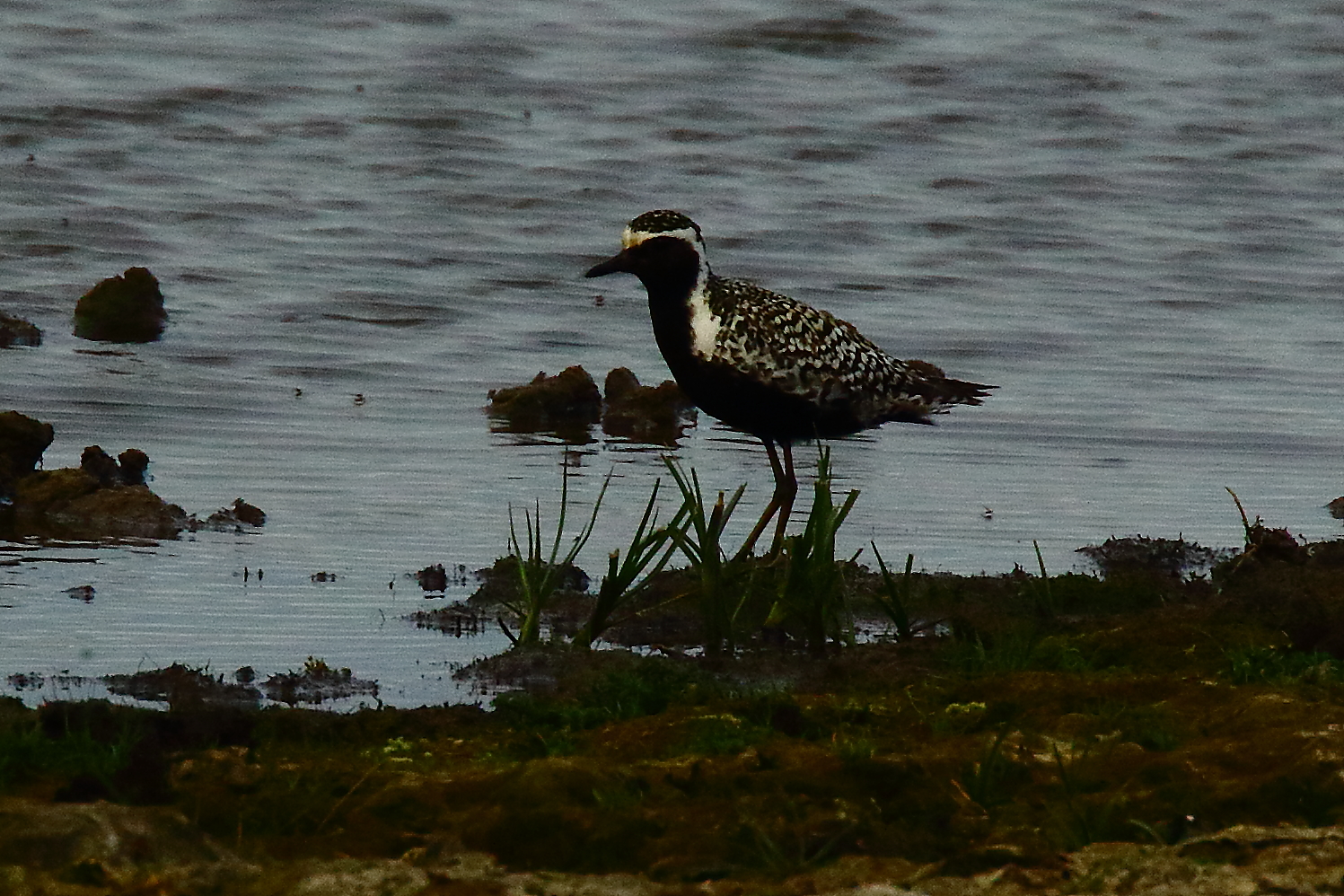 Pacific Golden Plover - 04-07-2021