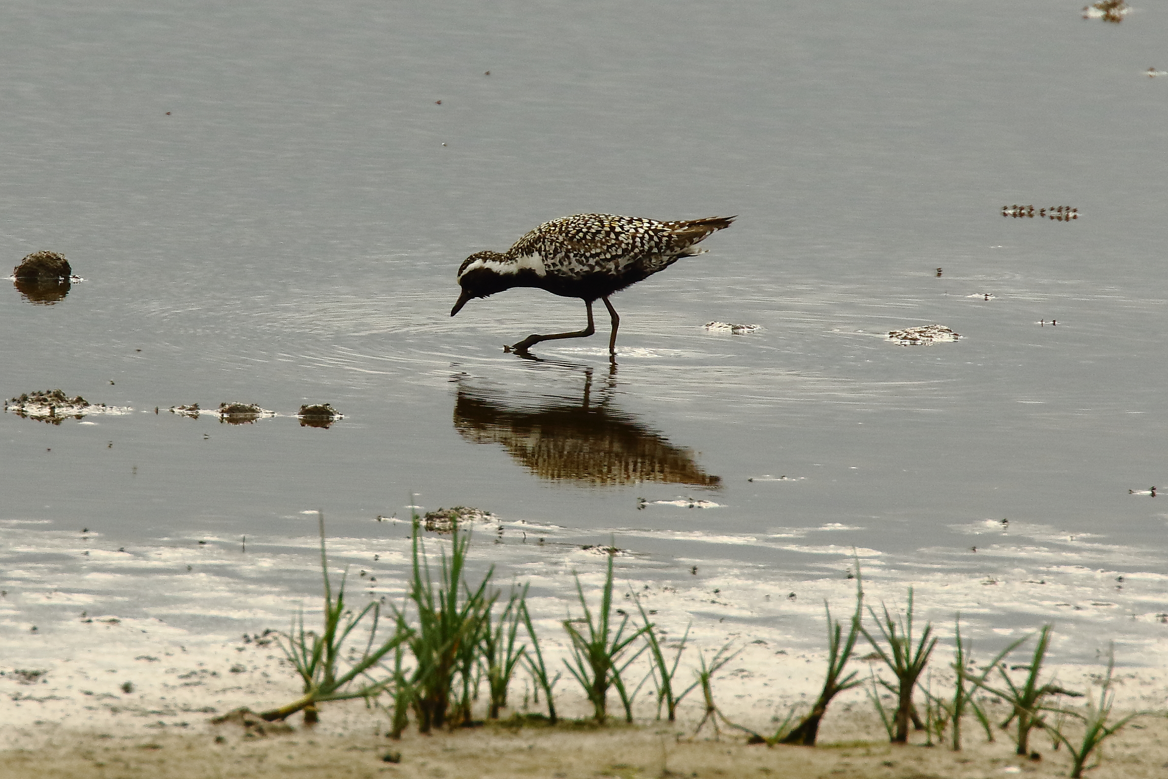 Pacific Golden Plover - 05-07-2021