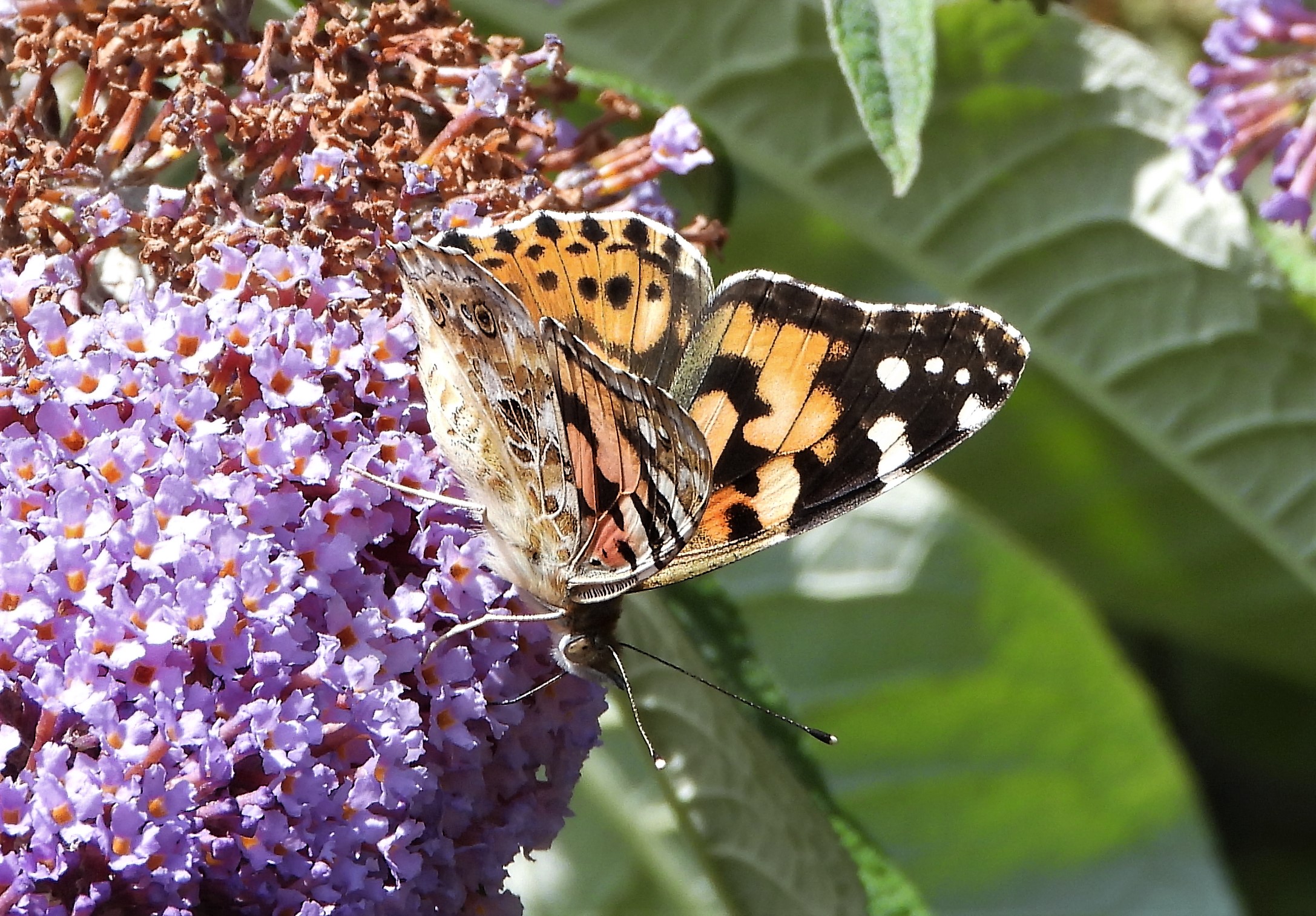 Painted Lady - 02-08-2021