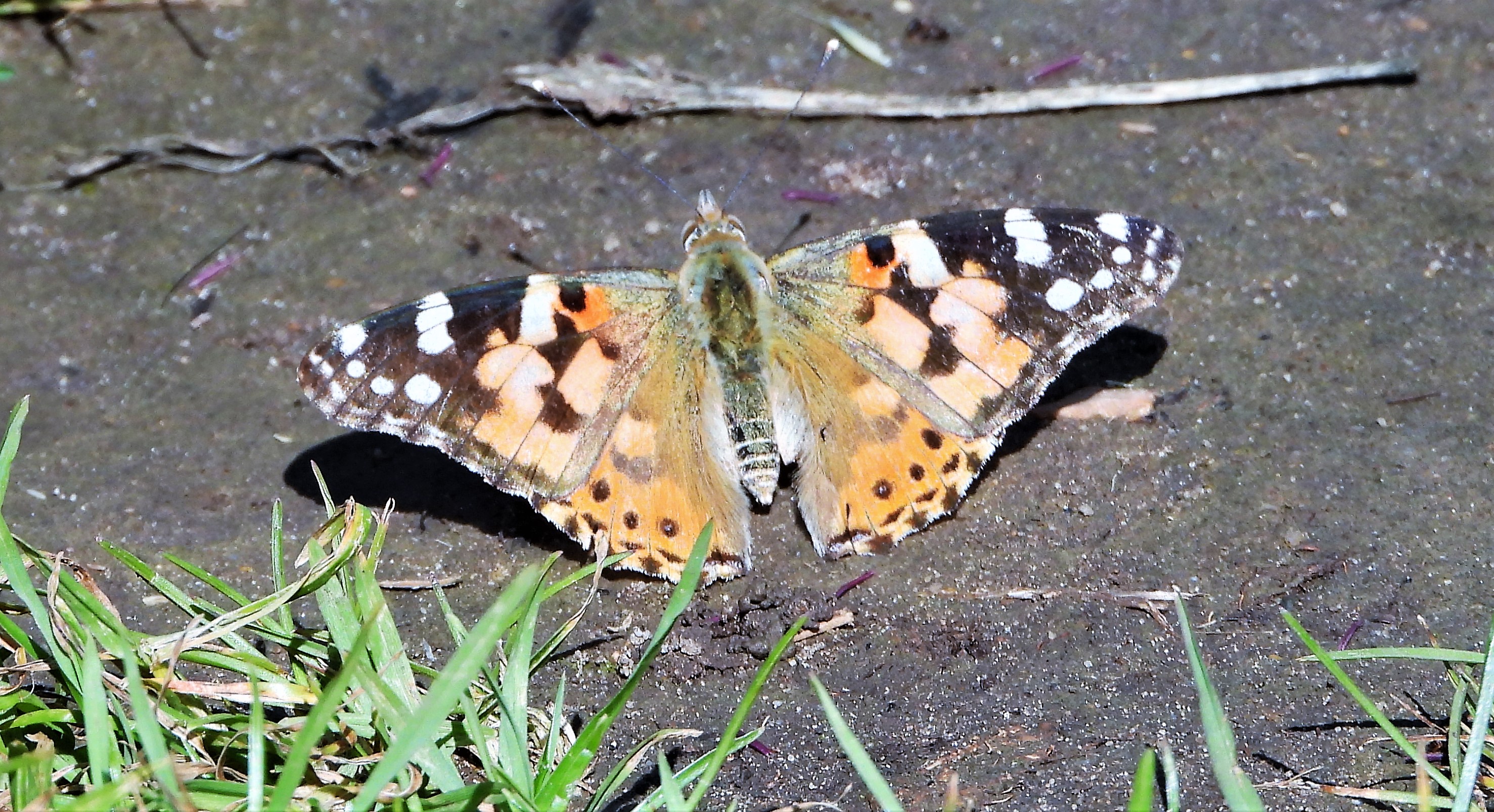 Painted Lady - 22-06-2021