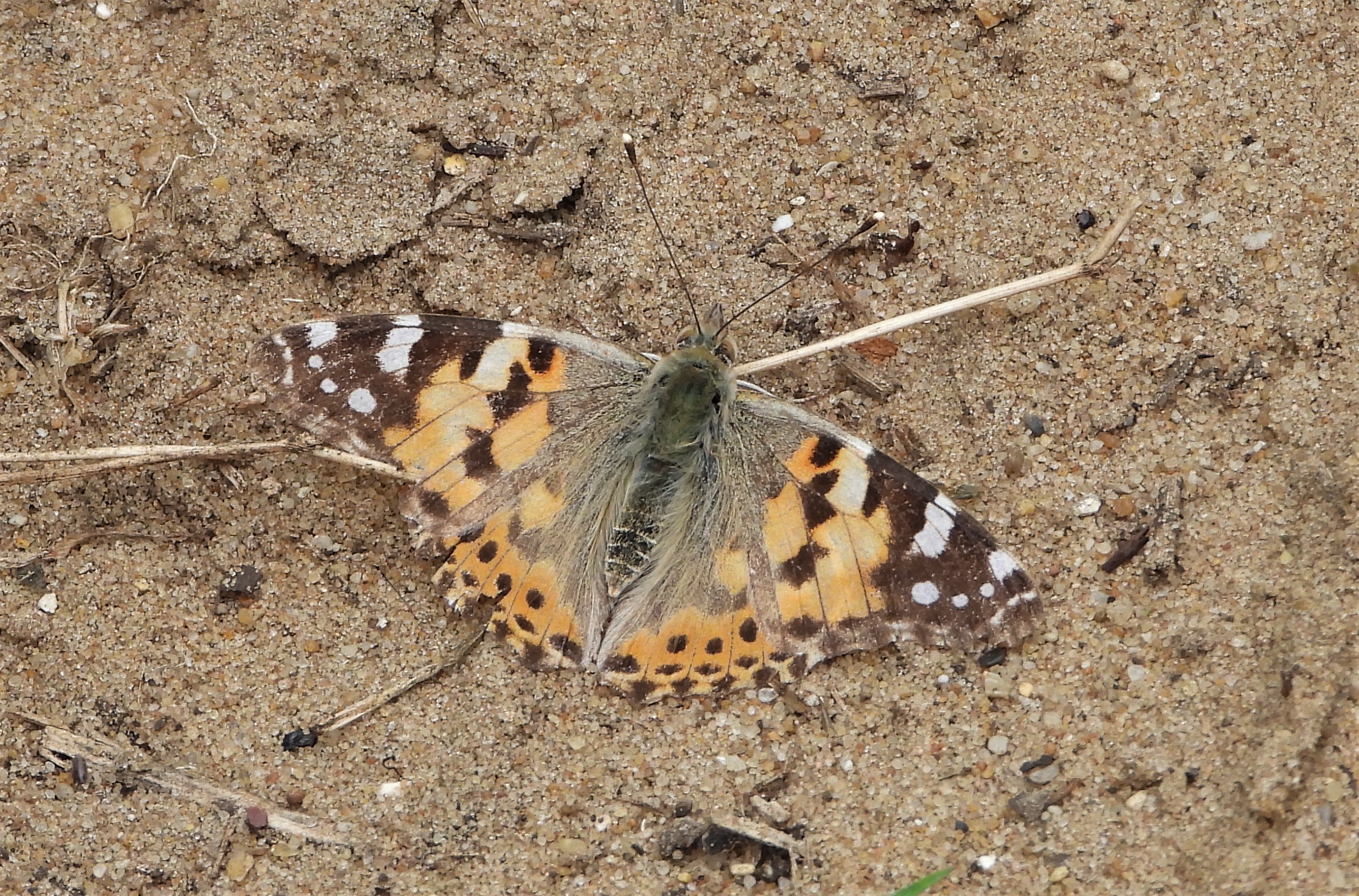 Painted Lady - 26-05-2022