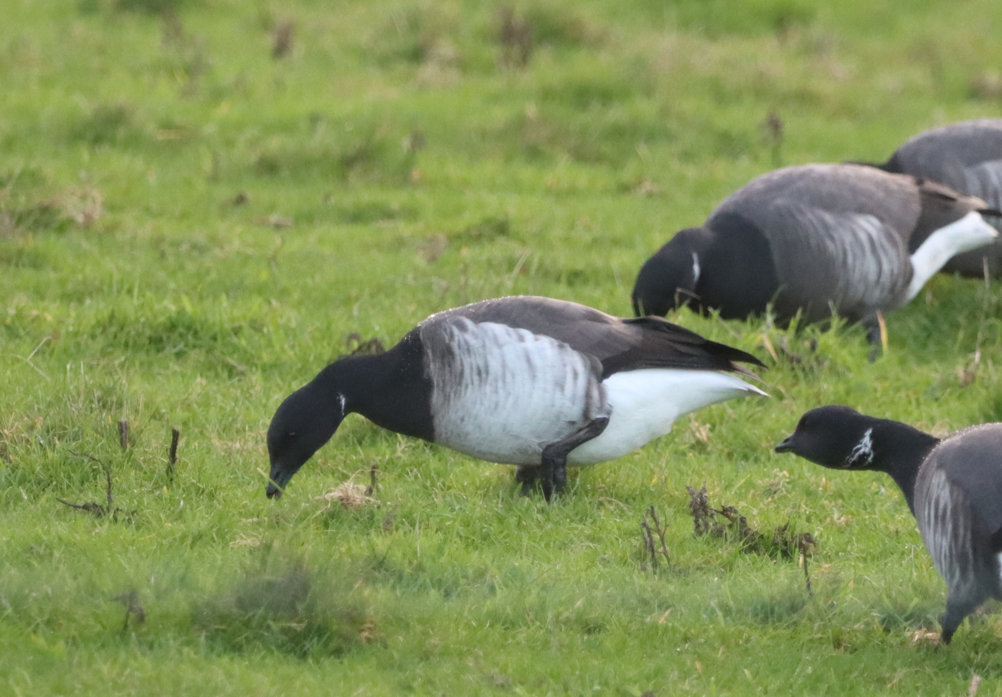 Pale-bellied Brent Goose - 02-12-2022