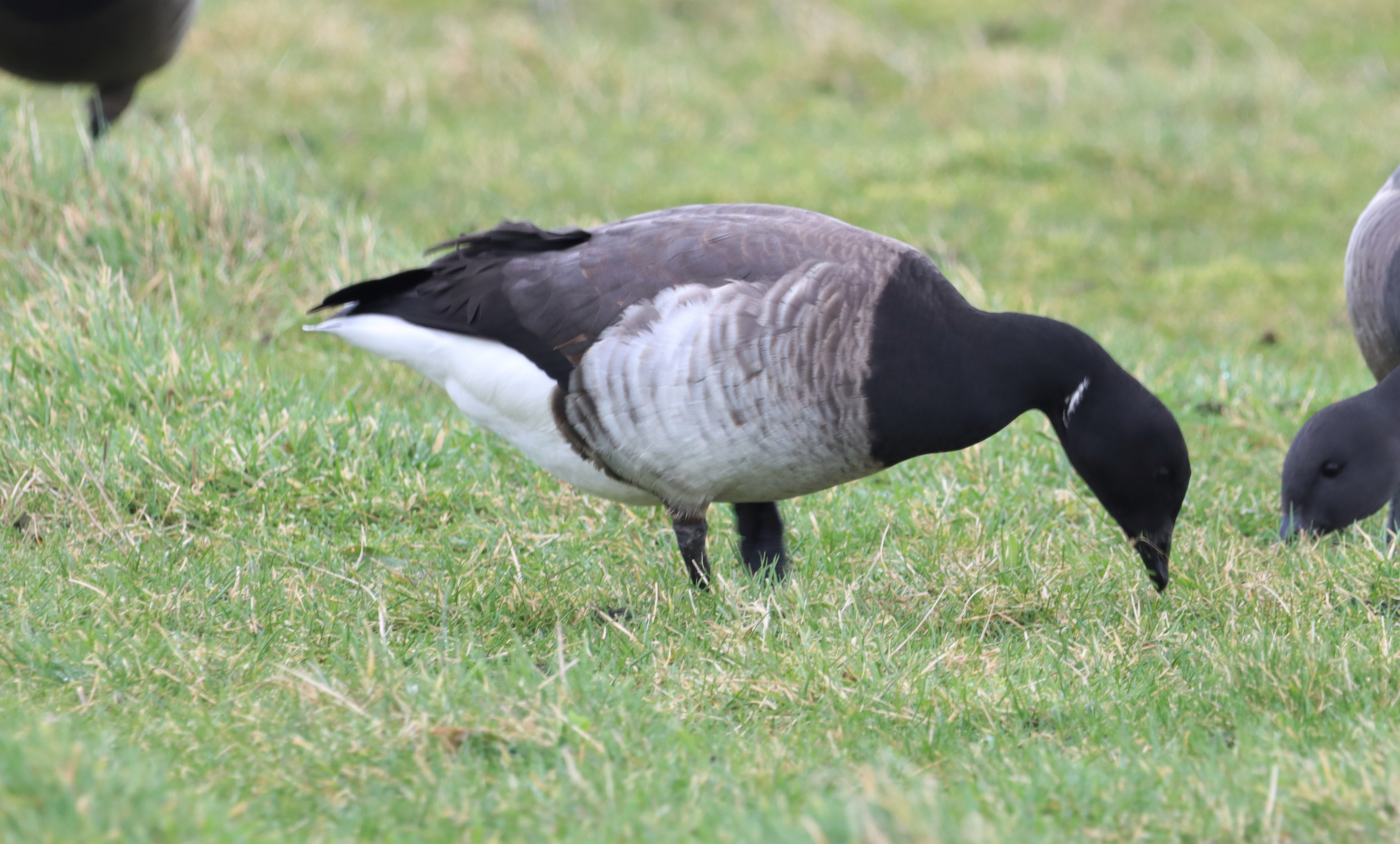 Pale-bellied Brent Goose - 20-02-2022
