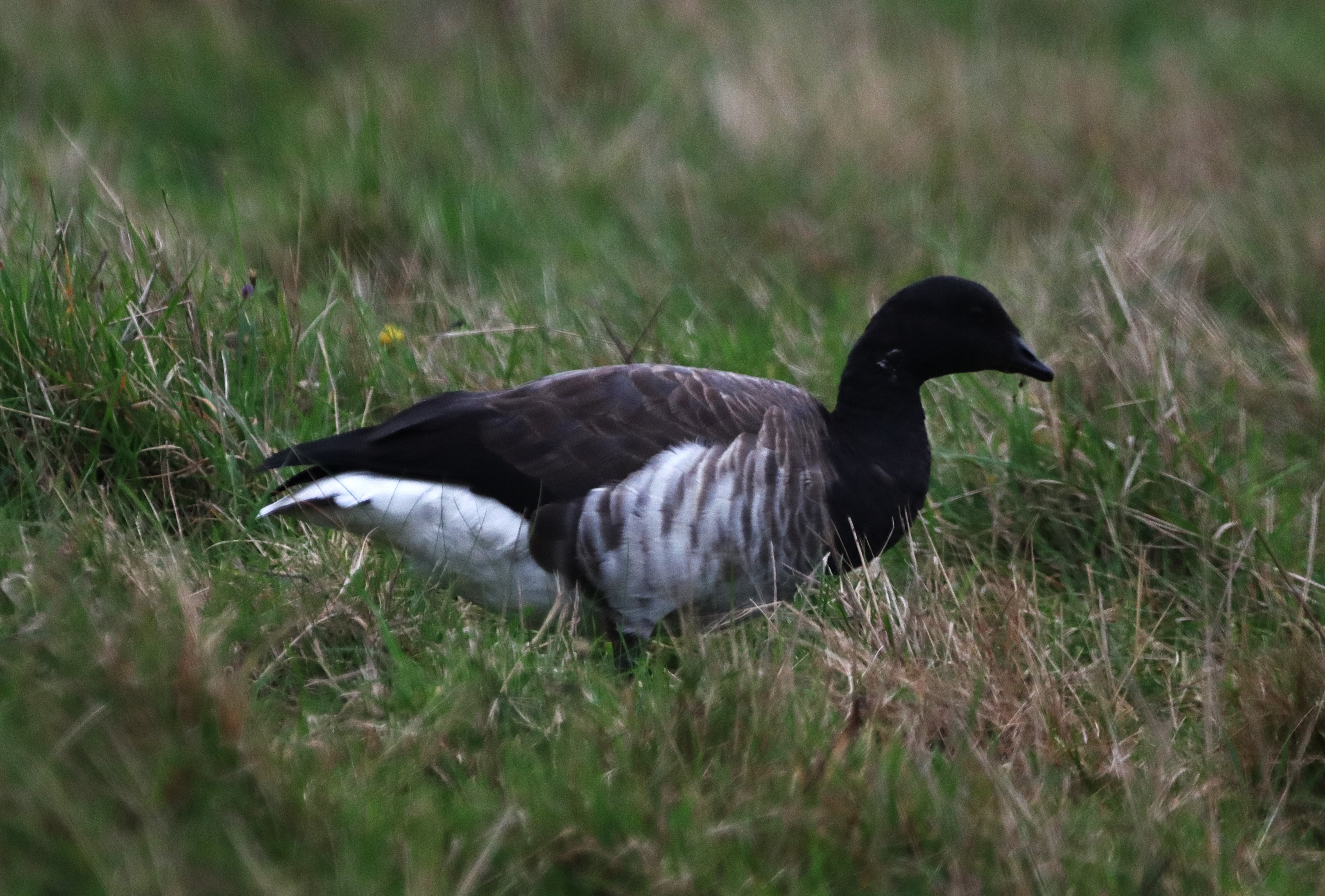 Pale-bellied Brent Goose - 06-11-2024