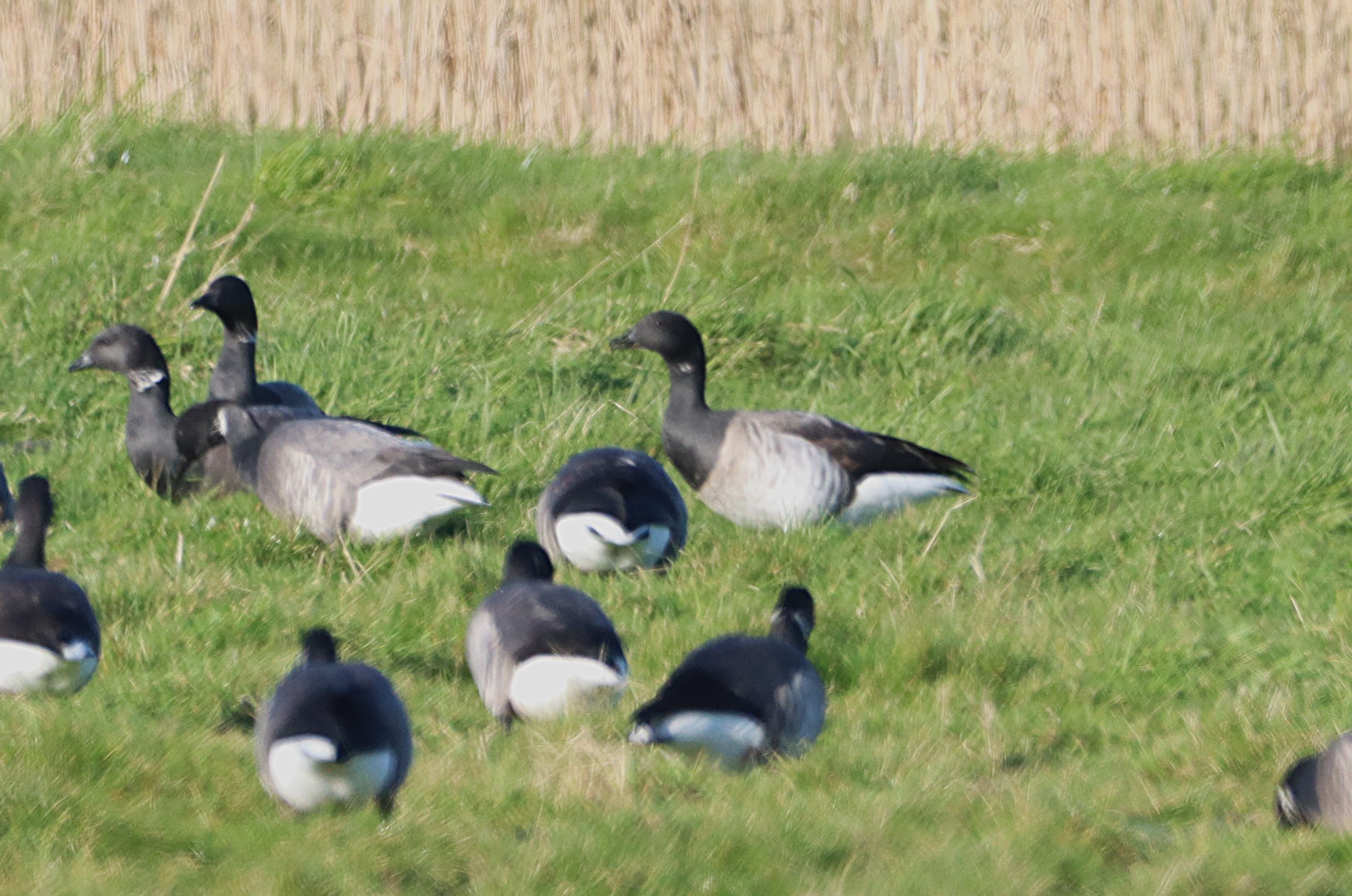 Pale-bellied Brent Goose - 06-02-2025