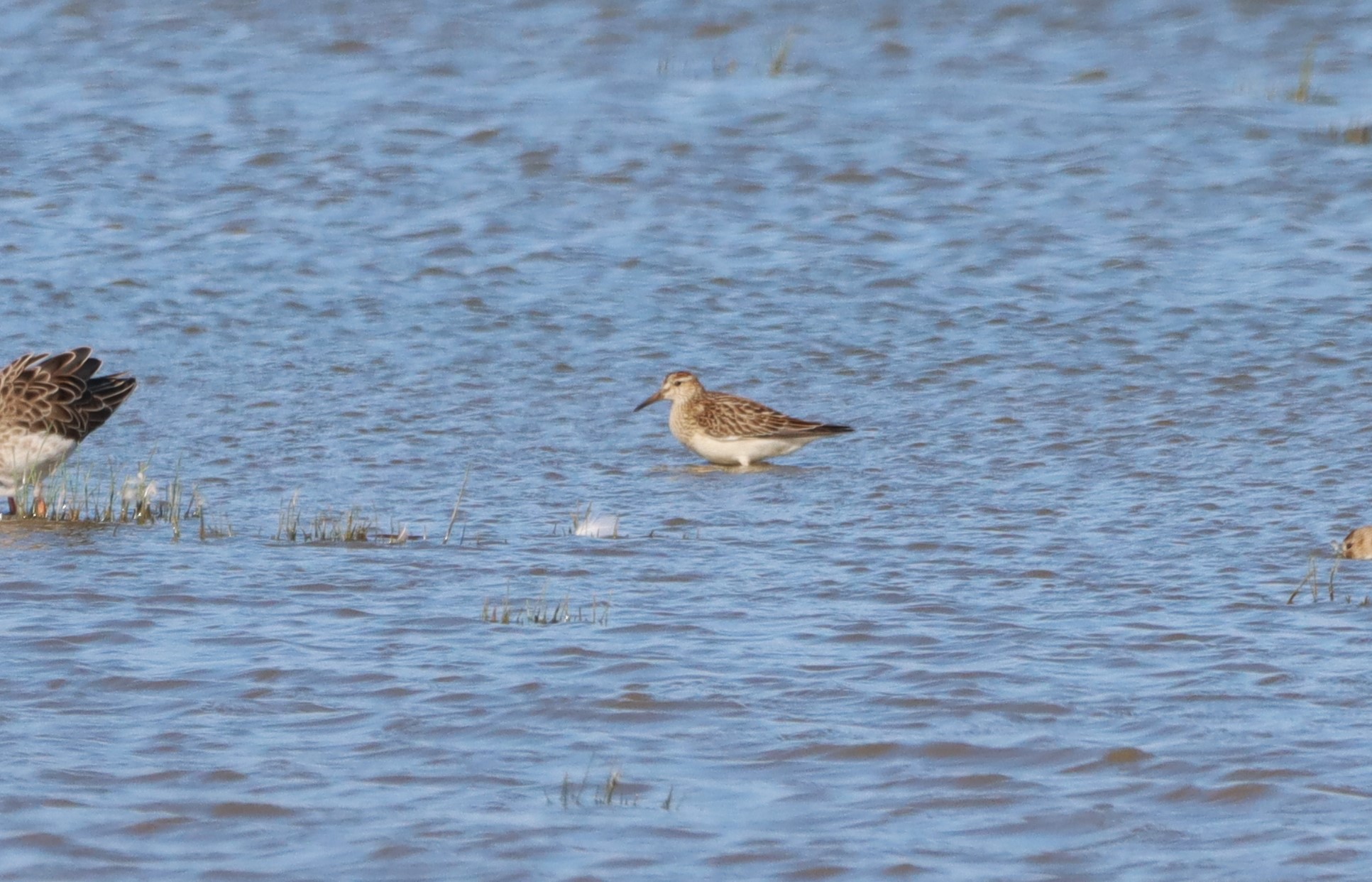 Pectoral Sandpiper - 15-09-2026
