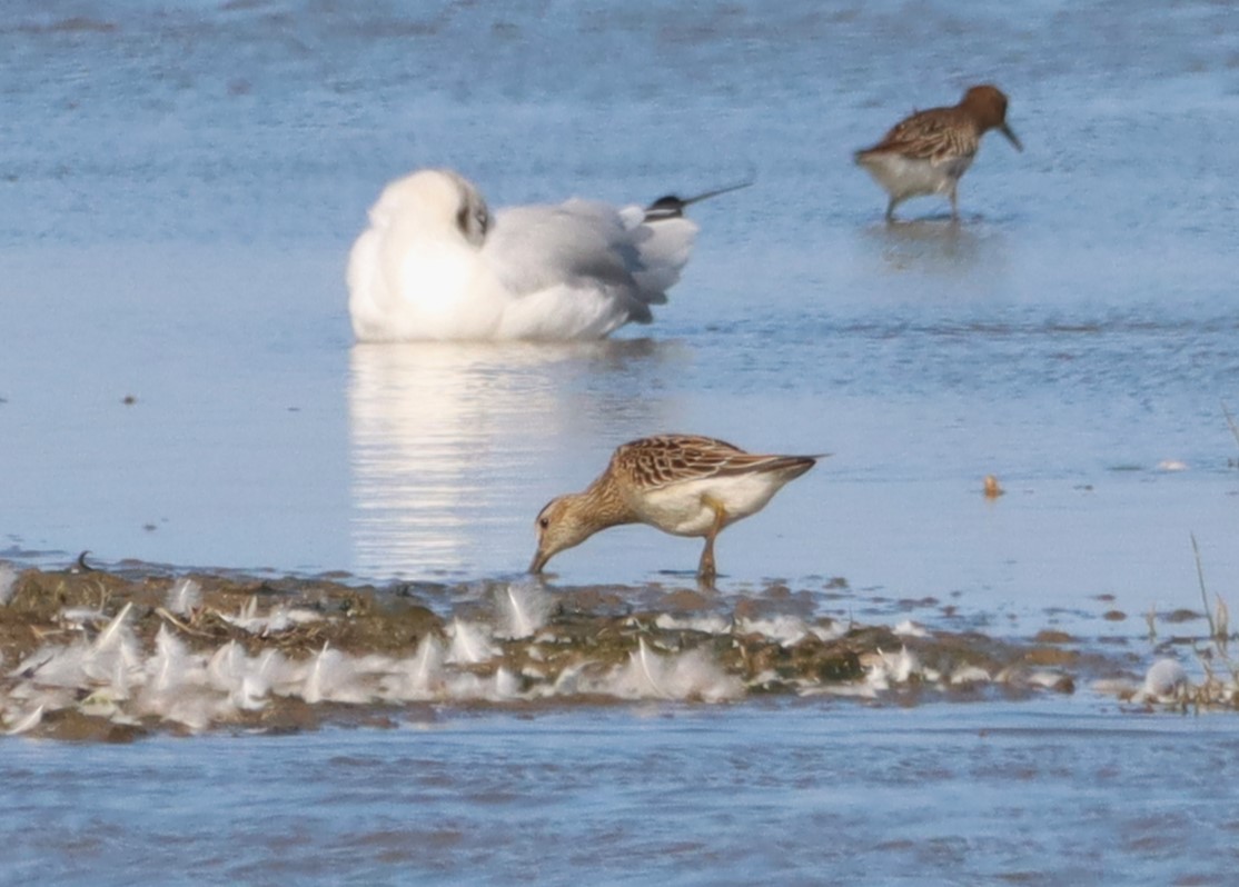 Pectoral Sandpiper - 15-09-2026