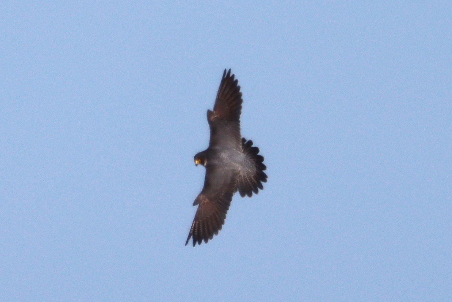 Peregrine - 11-04-2023