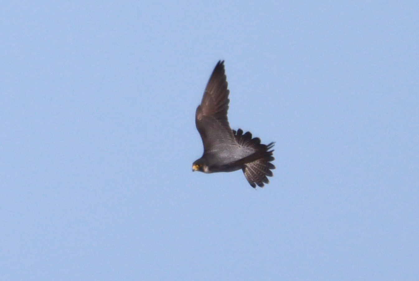 Peregrine - 11-04-2023