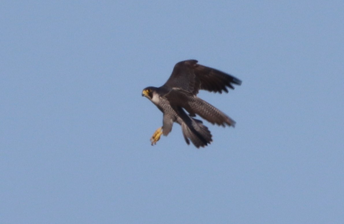 Peregrine - 11-04-2023