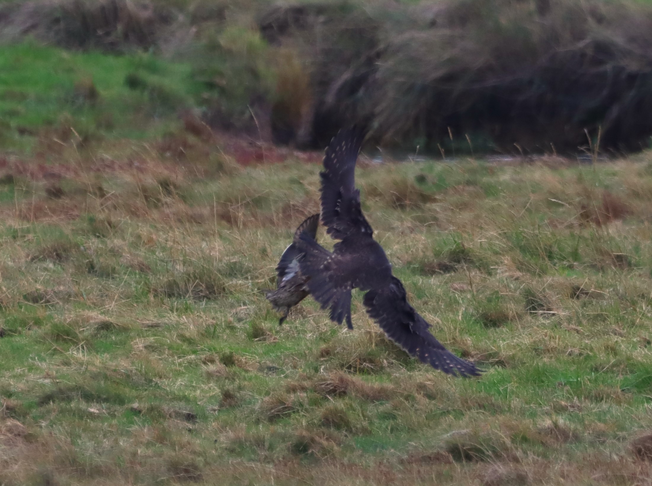 Peregrine - 07-10-2025