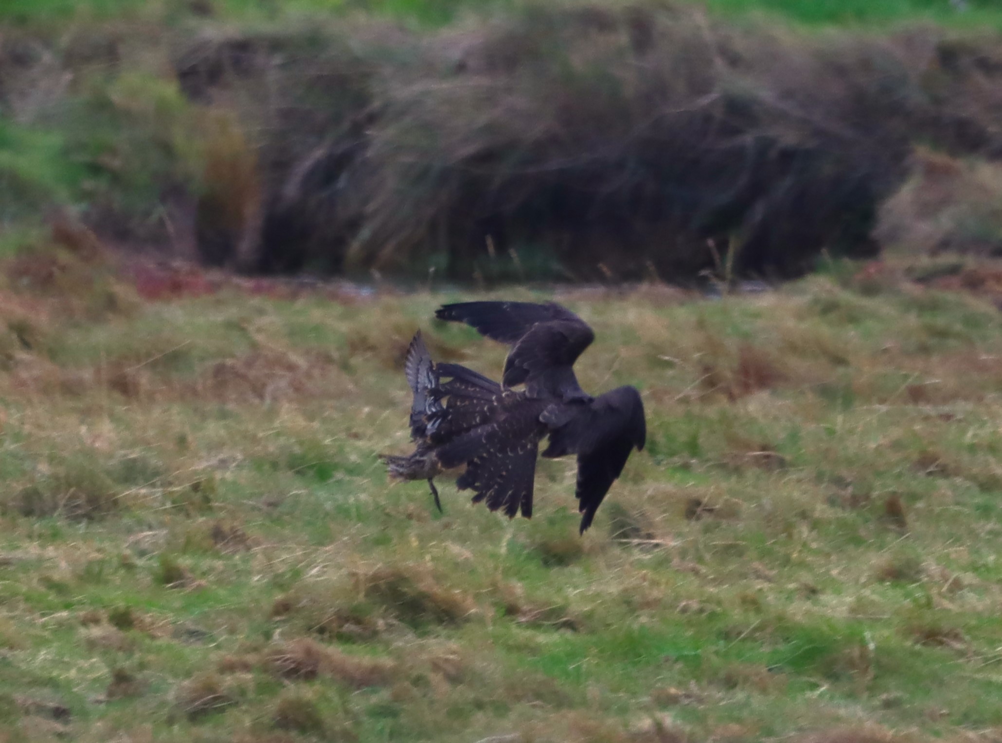 Peregrine - 07-10-2025