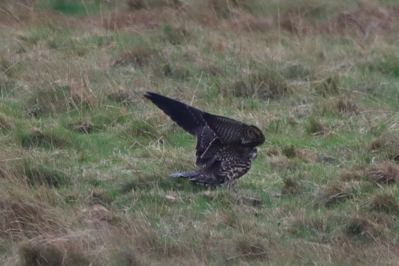 Peregrine - 07-10-2025