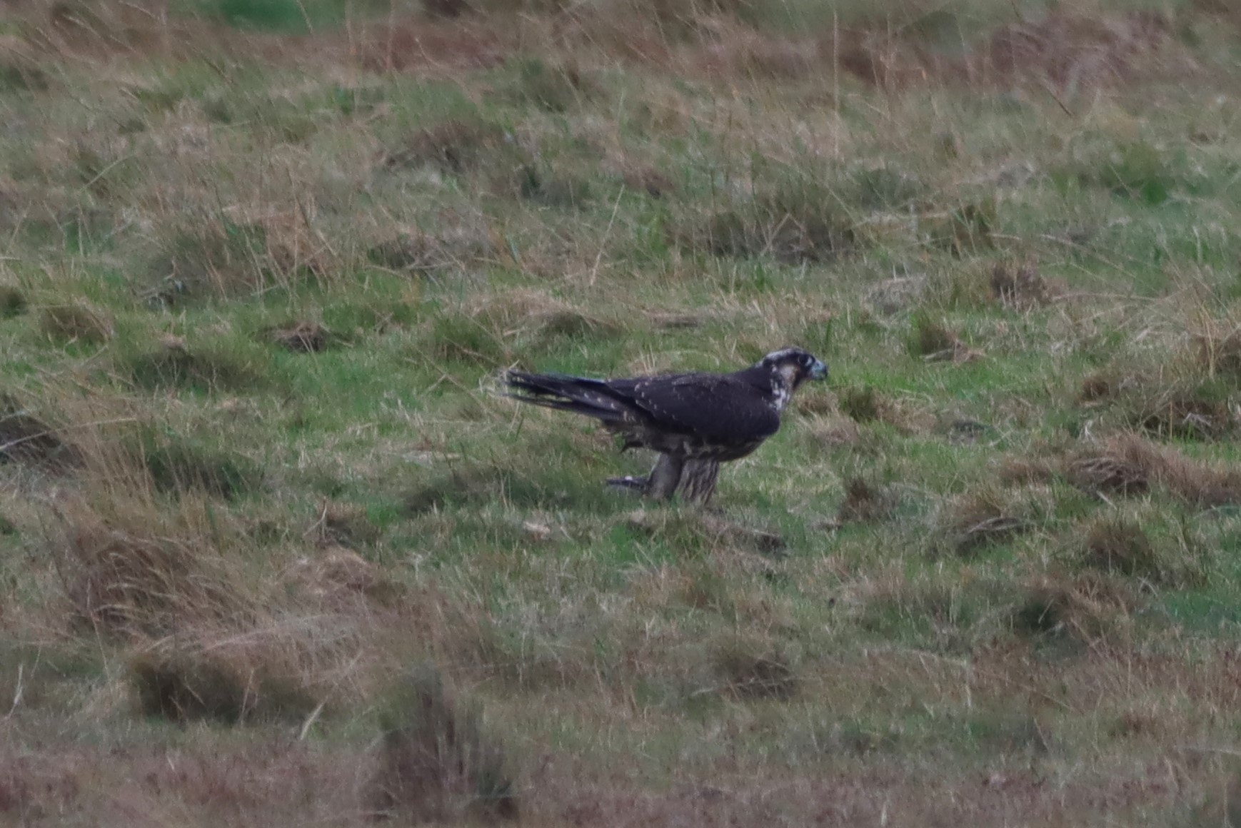 Peregrine - 07-10-2025