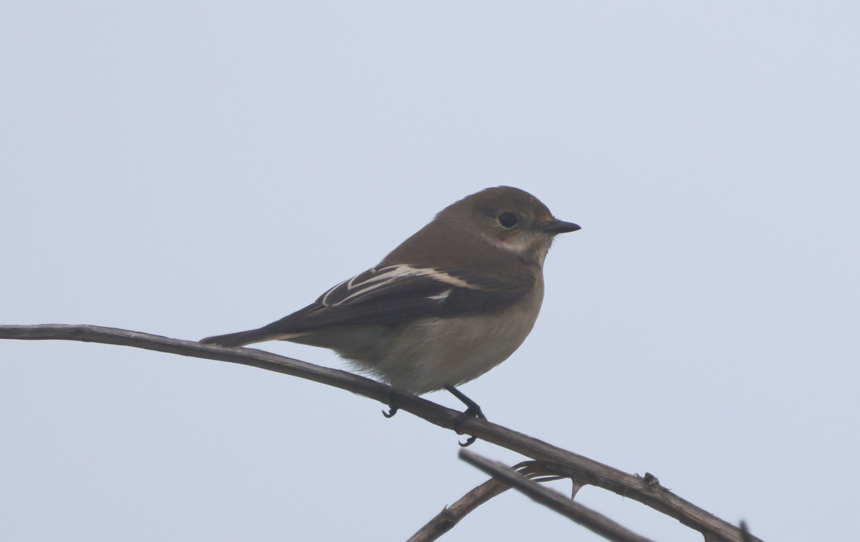 Pied Flycatcher - 18-08-2023