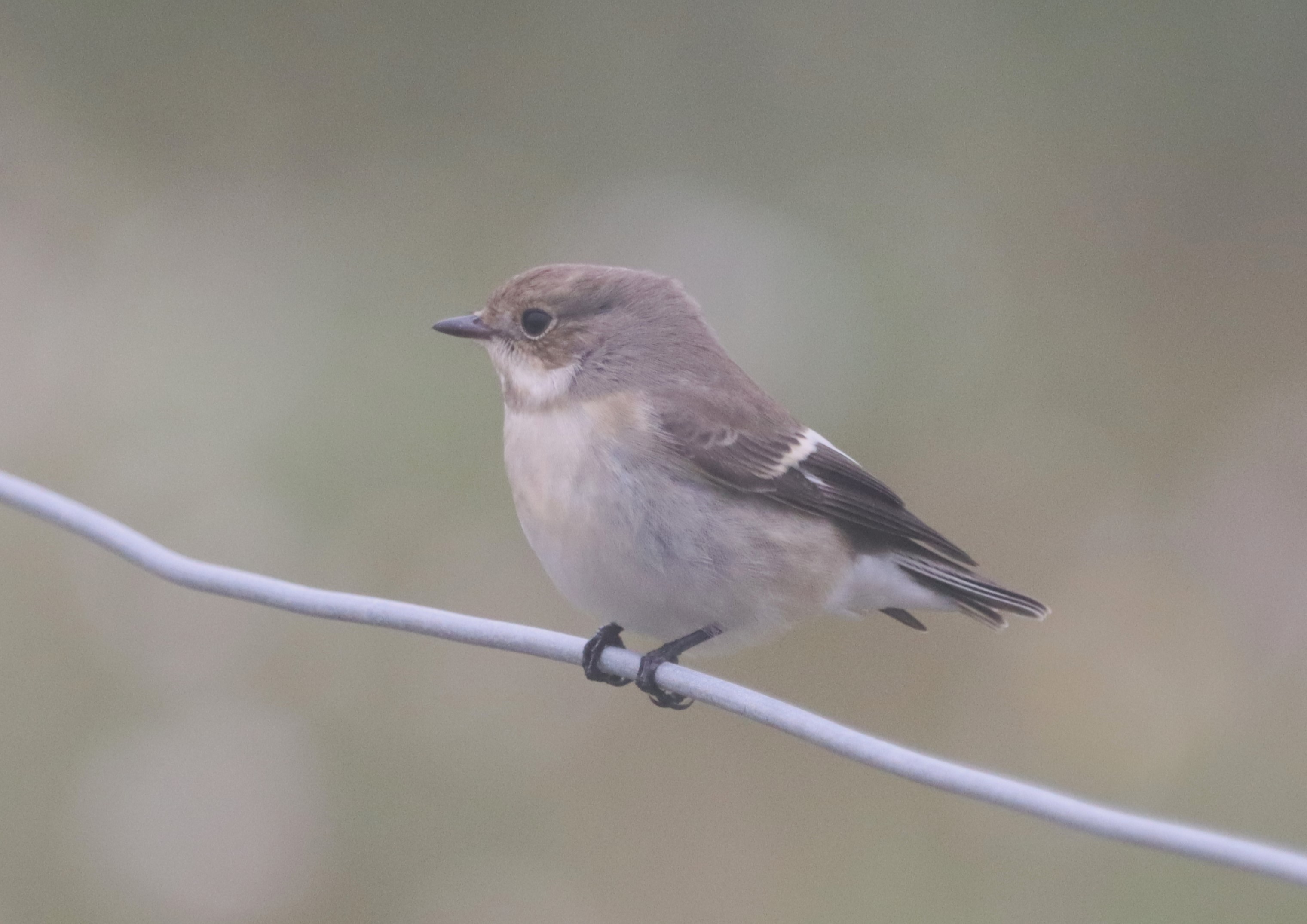 Pied Flycatcher - 18-08-2023