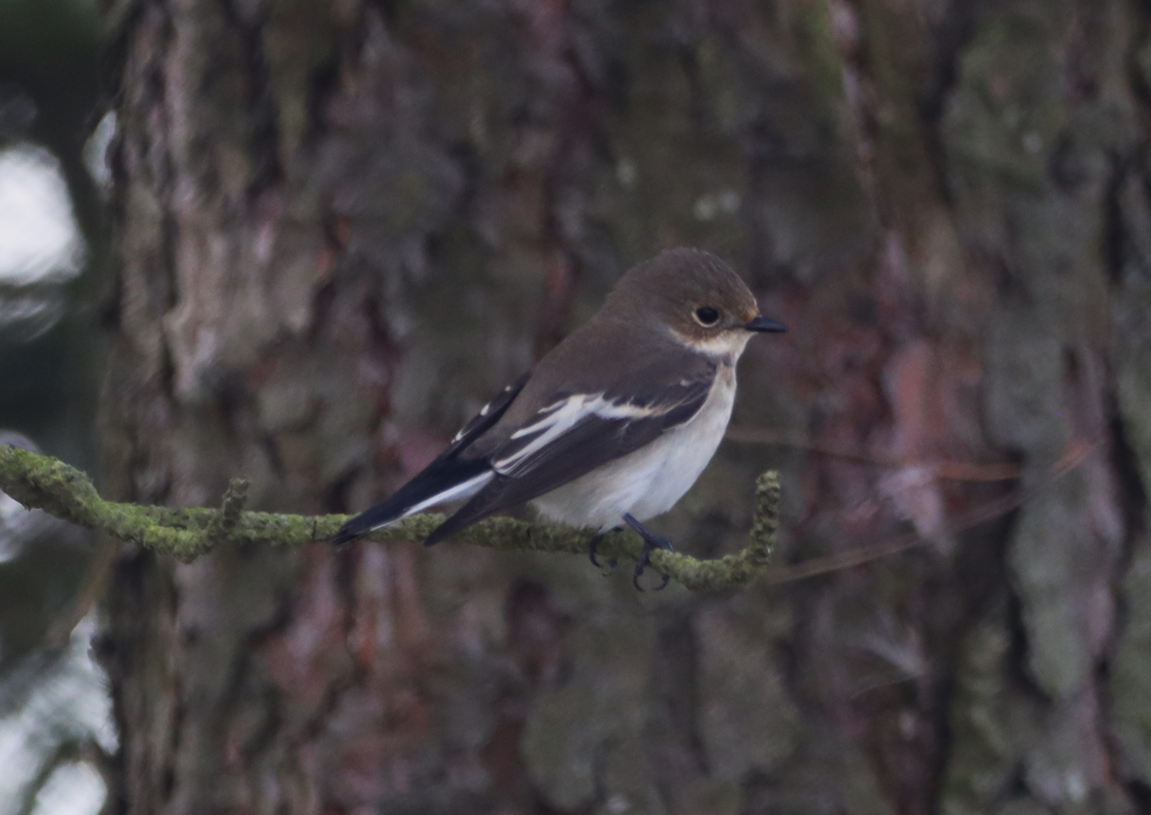 Pied Flycatcher - 02-09-2024