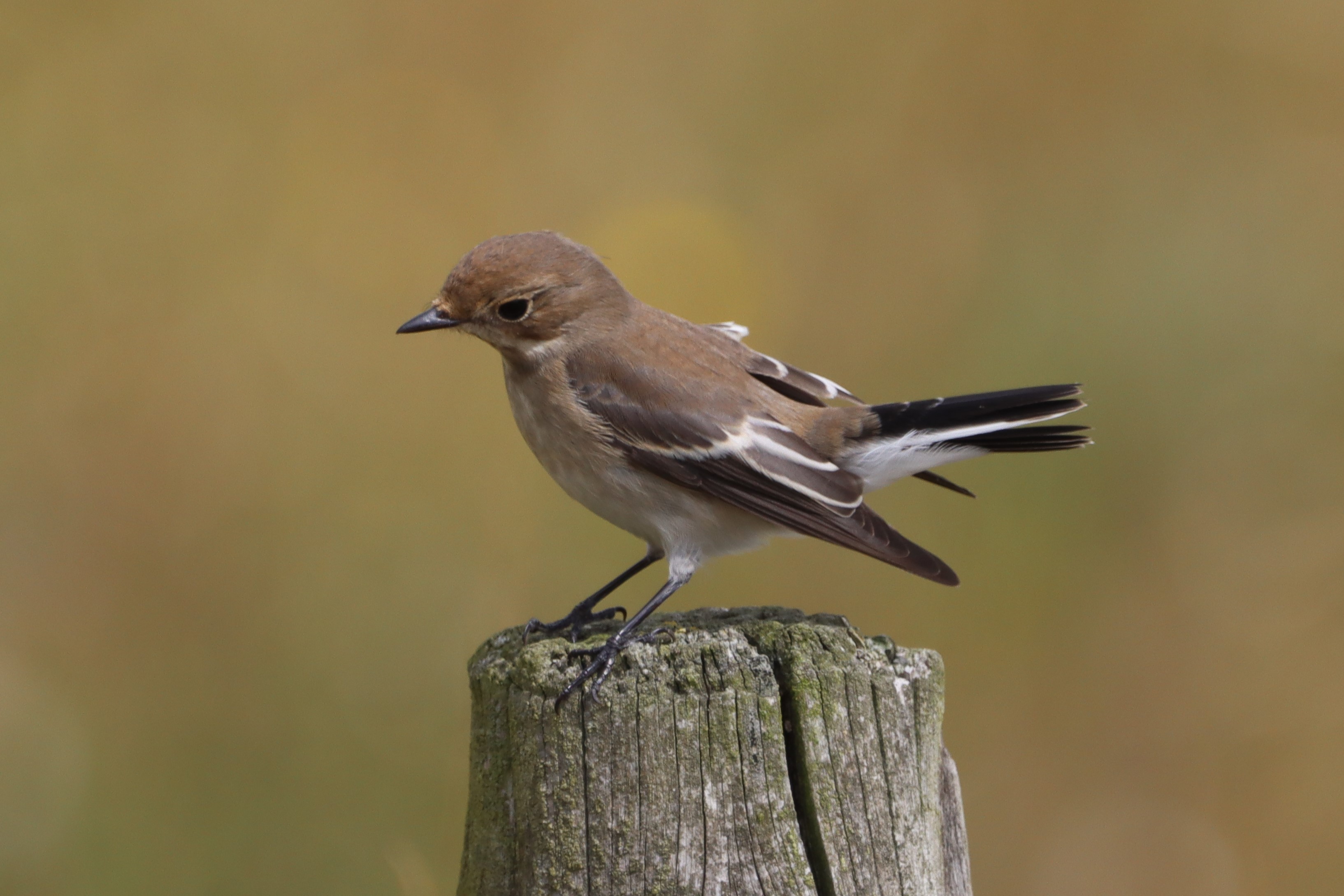 Pied Flycatcher - 23-08-2021