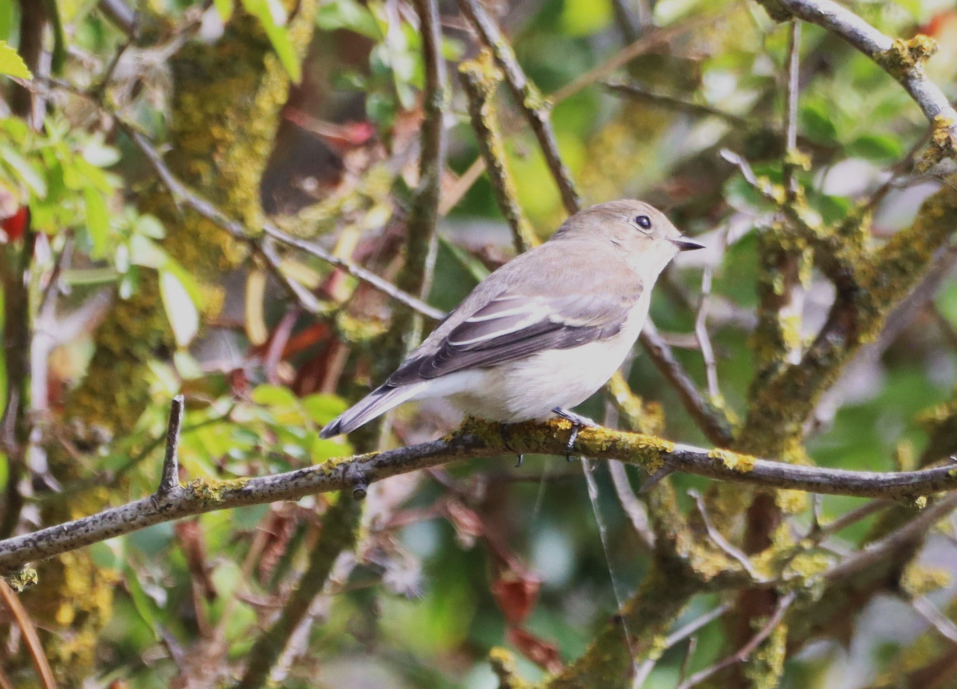 Pied Flycatcher - 14-08-2026