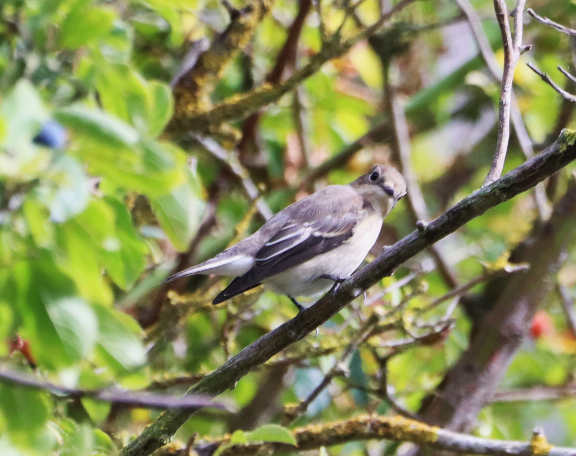 Pied Flycatcher - 14-08-2026