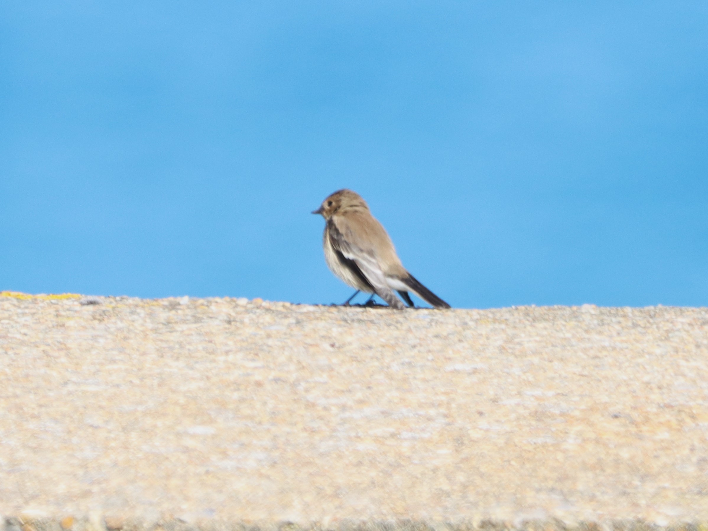 Pied Flycatcher - 29-08-2024