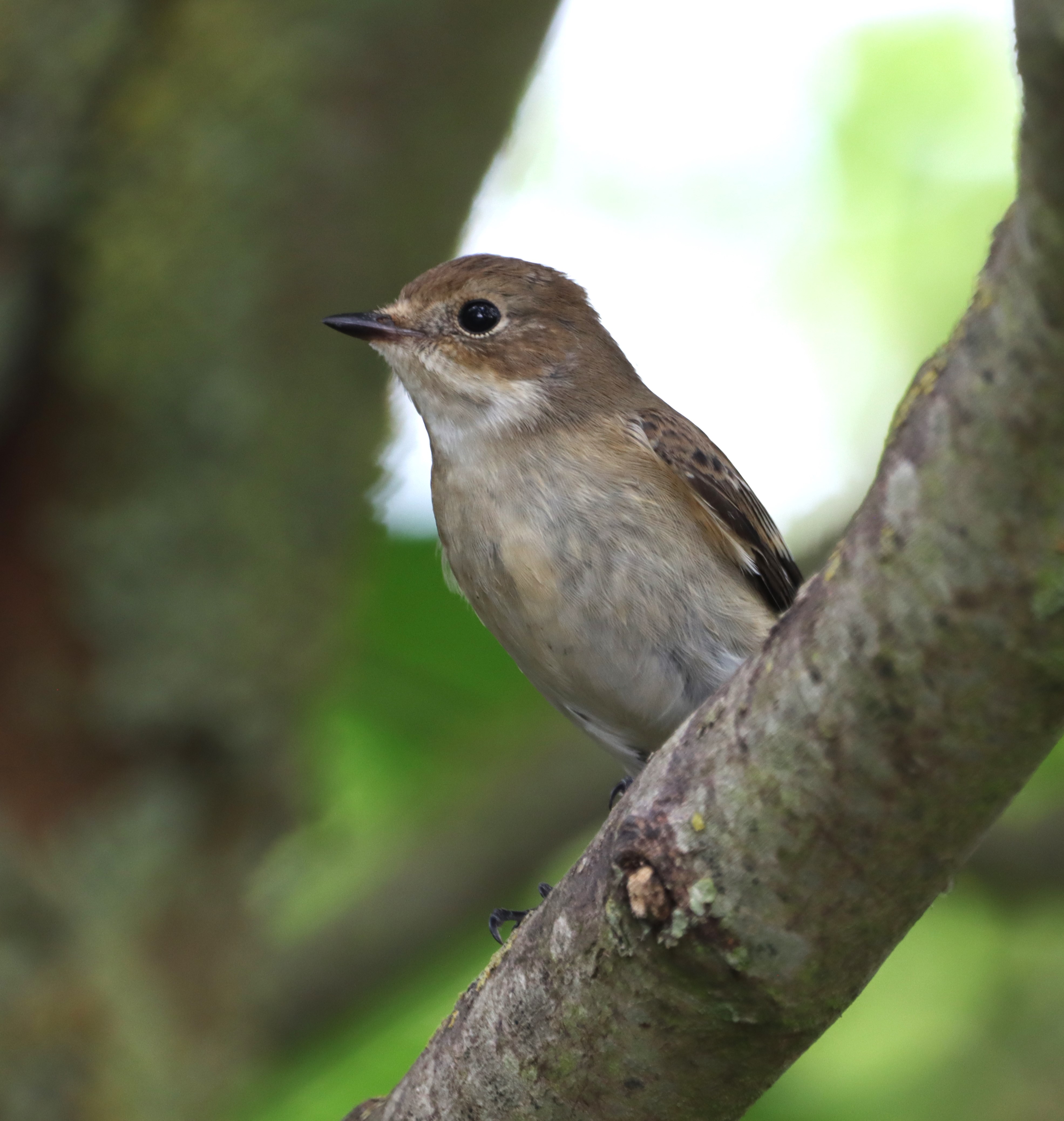 Pied Flycatcher - 28-08-2024